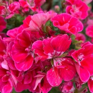 Meet your Posher, Martha